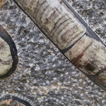 Orthoceras Platte XL Fossilien (Versteinerung) versteinerte Tintenfische poliert